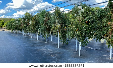 Rows of hydroponic containers filled with tomato plants growing on a farm in Orlando, Florida.