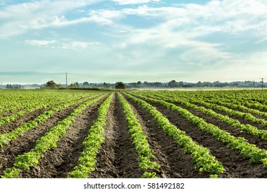 Rows Of Idaho Potatoes Growing In A Farm Field.