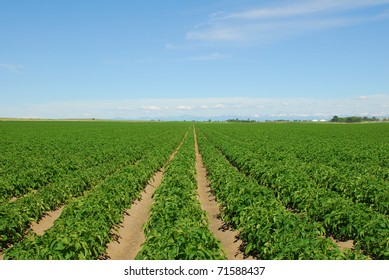 Rows Of Idaho Russet Potatoes.