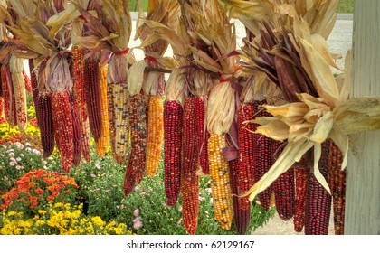 Rows Of Indian Corn