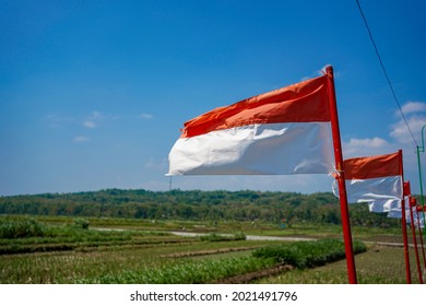 Rows of Indonesian red and white flags neatly installed in rice fields