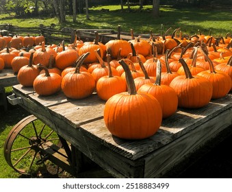 Rows of just picked pumpkins lined up on a wooden cart. 