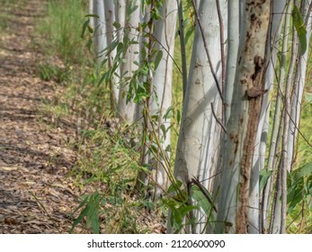 rows of large eucalyptus trees On an unkempt road to rice fields in Thailand, Asia