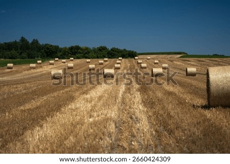 Rows of large round straw bales in a Swiss stubble field in bright sunlight