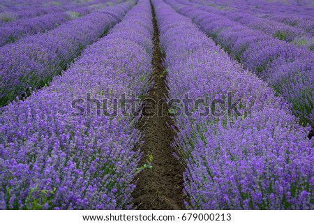 Similar – #A# Lavender Width