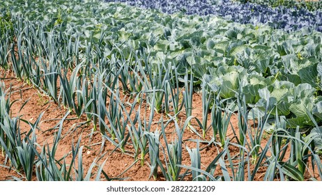 Rows of leeks and cabbage are growing in a field. The sun shines on the crops during the day in a rural setting.