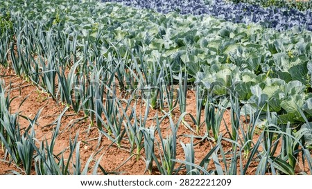 Rows of leeks and cabbage are growing in a field. The sun shines on the crops during the day in a rural setting.