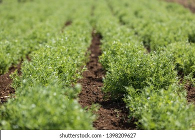 Rows Of Lentil Plants In A Field. Agriculture