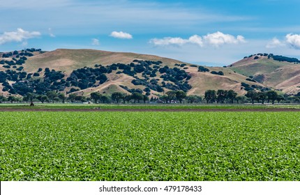 Rows Of Lettuce Crops With Background Foothills In The Fields Of Salinas Valley Of Central California. This Area Is A Hub Of Agriculture Industry And Is Known As The 