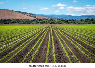 Rows Of Lettuce Crops In The Fields Of Salinas Valley Of Central California. This Area Is A Hub Of Agriculture Industry And Is Known As The 