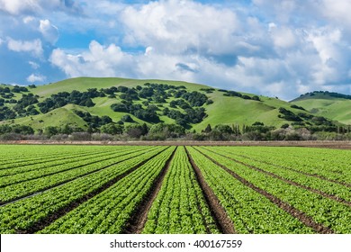 Rows Of Lettuce Crops With Foothills In The Fields Of Salinas Valley Of Central California, The Hub Of Agriculture For Worldwide Distribution Known As The 