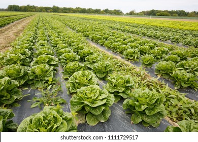 Rows of lettuce growing on farmland with plastic mulch as protection against drought. Agriculture industry, fresh produce, modern approach in agribusiness concept. 
