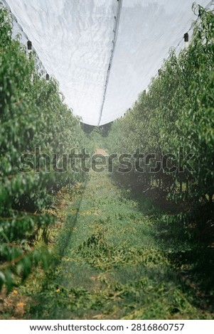 rows of lush green fruit trees growing in an orchard under protective anti-hail and anti-bird netting, modern agricultural plantation, concept of crop protection, sustainable farming, horticulture.