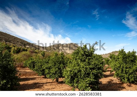 Rows of lush lime trees thrive in a sun-drenched orchard near castellon, eastern Spain; rocky Mediterranean hills and a vivid blue sky frame the citrus grove's orderly geometry.