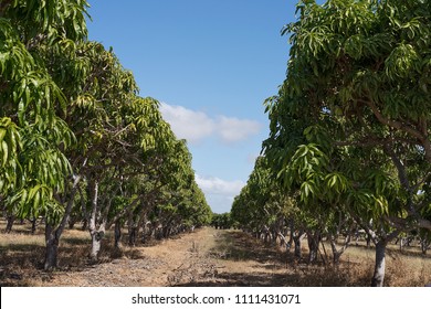 What is non fruit bearing trees