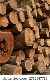 Rows of marked log ends stacked for inventory, red paint tags on crosssections, organized storage layout, industrial background and outdoor woodland edge