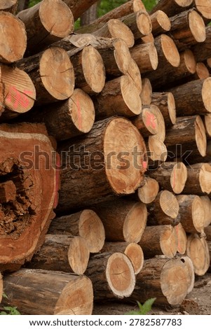 Rows of marked log ends stacked for inventory, red paint tags on crosssections, organized storage layout, industrial background and outdoor woodland edge