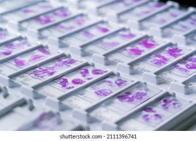 Rows Of Microscope Glass Slide In The Cells