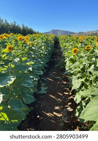 Rows and middle of sunflower fields