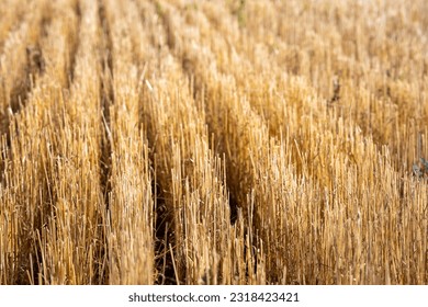 rows of mown wheat, stalks of mown straw on the ground. field of agricultural activity