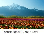 Rows of multicolored tulips during the Tulips of the Valley Festival located in the Fraser Valley, British Columbia, Canada. The peak of Mount Cheam is in the background of the tulip fields. 