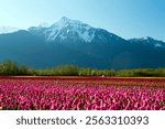 Rows of multicolored tulips during the Tulips of the Valley Festival located in the Fraser Valley, British Columbia, Canada. The peak of Mount Cheam is in the background of the tulip fields. 