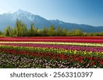 Rows of multicolored tulips during the Tulips of the Valley Festival located in the Fraser Valley, British Columbia, Canada. The peak of Mount Cheam is in the background of the tulip fields. 