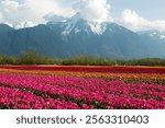 Rows of multicolored tulips during the Tulips of the Valley Festival located in the Fraser Valley, British Columbia, Canada. The peak of Mount Cheam is in the background of the tulip fields. 