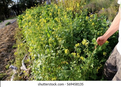 Rows Of Mustard Flowers Serve As A Cover Crop.