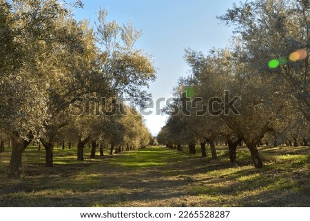 Rows of olive trees in the countryside in Andalucia (Spain) a sunny autumn morning