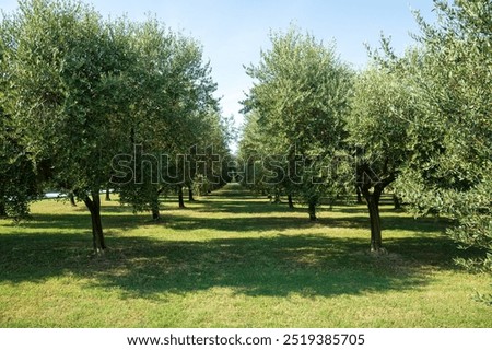 rows of olive trees. olive grove