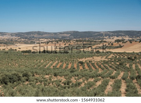 Similar – Image, Stock Photo Olive trees in rows and vineyards in Italy. Olive and wine