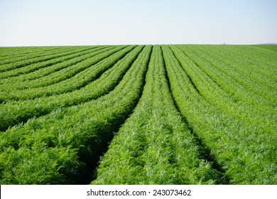 Rows On The Carrot Field