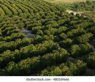 Rows of Orange Groves/Florida Agriculture/Aerial view of citrus trees in the morning