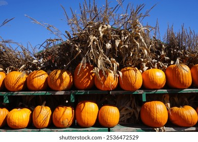 Rows of orange pumpkins with dried corn and blue sky in the back