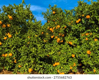 Rows of orange trees stand filled with ripe fruit under a clear blue sky. The sun shines brightly, highlighting the green leaves and orange fruit ready to be picked.