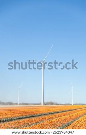 rows of the orange tulip field with wind turbines in the background, Netherlands, Flevoland