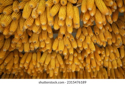 Rows of organic raw corn or maize field, economic traditional plant from Thailand. Nature background.