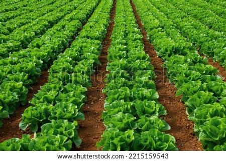 Rows of organically grown fresh lettuce for the food industry. Agro-industrial complex of plantations for growing vegetable crops