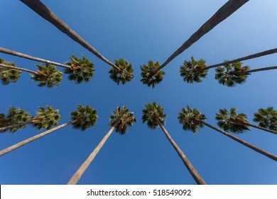 Rows of palm trees