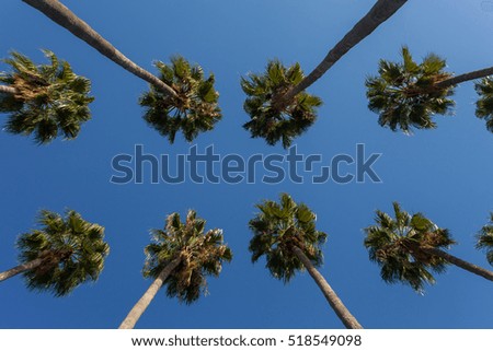 Rows of palm trees