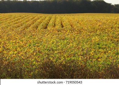 Rows Of Pea Plants In Farm Field