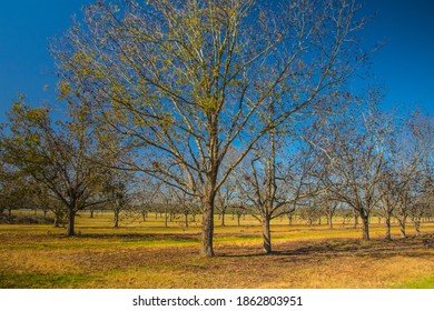 Rows of pecan trees and green grass in the south during the Fall clear blue sky