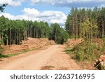 Rows of piled of logs , waiting to be processed, at a local rural lumber mill, made into lumber for construction.