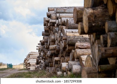 Rows of piled of logs , waiting to be processed, at a local rural lumber mill, made into lumber for construction.