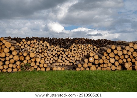 Rows of piled of logs , waiting to be processed, at a local rural lumber mill, made into lumber for construction.
