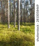 Rows of pine tree trunks in sunlit forest