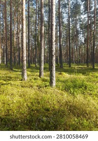 Rows of pine tree trunks in sunlit forest