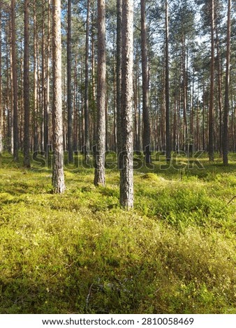 Rows of pine tree trunks in sunlit forest