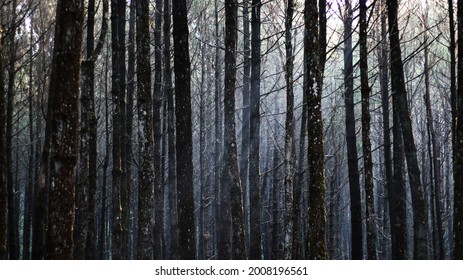 Rows of pine trees at Curug Layung Cimahi, Bandung, Indonesia.